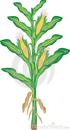 Corn 4 Image Free Download Clipart