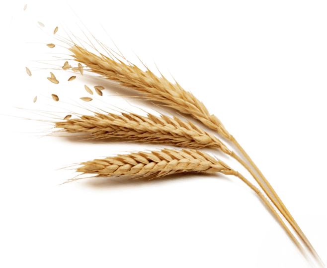 Harvest Rice Wheat Golden Free Download PNG HQ Clipart