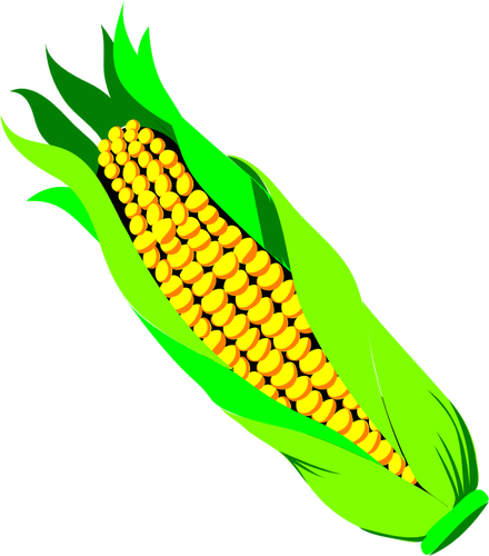 Color Of Ar Of Corn Clipart