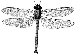 Dragonfly Tattoo Image 2 Clipart Clipart
