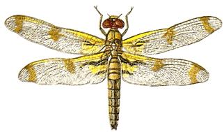 Dragonfly Image Hd Photo Clipart