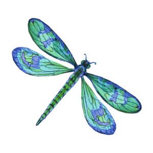 Blue Dragonfly Google Search Tattoos Free Download Png Clipart