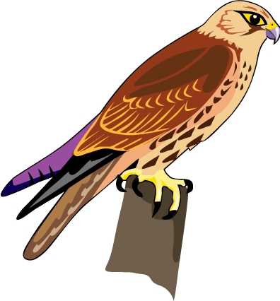 Falcon Synkee Png Image Clipart