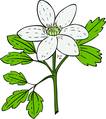 Anemone Piperi Flower Clipart