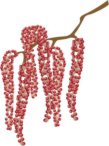 Catkin Image Clipart
