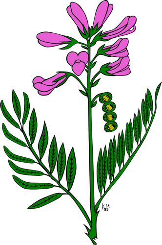 Hedysarum Boreale Clipart
