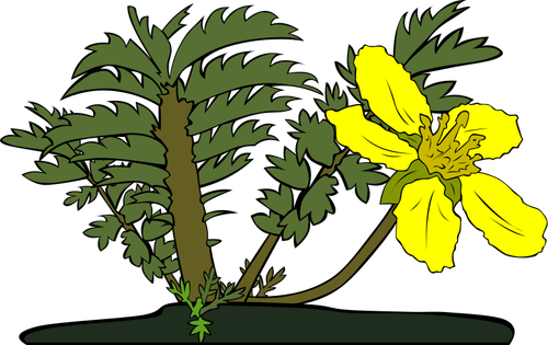 Potentilla Anserina Flower Clipart