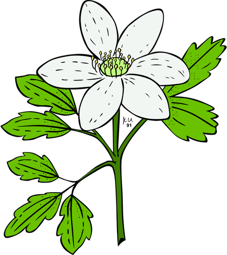 Of Anemone Piperi Plant Clipart