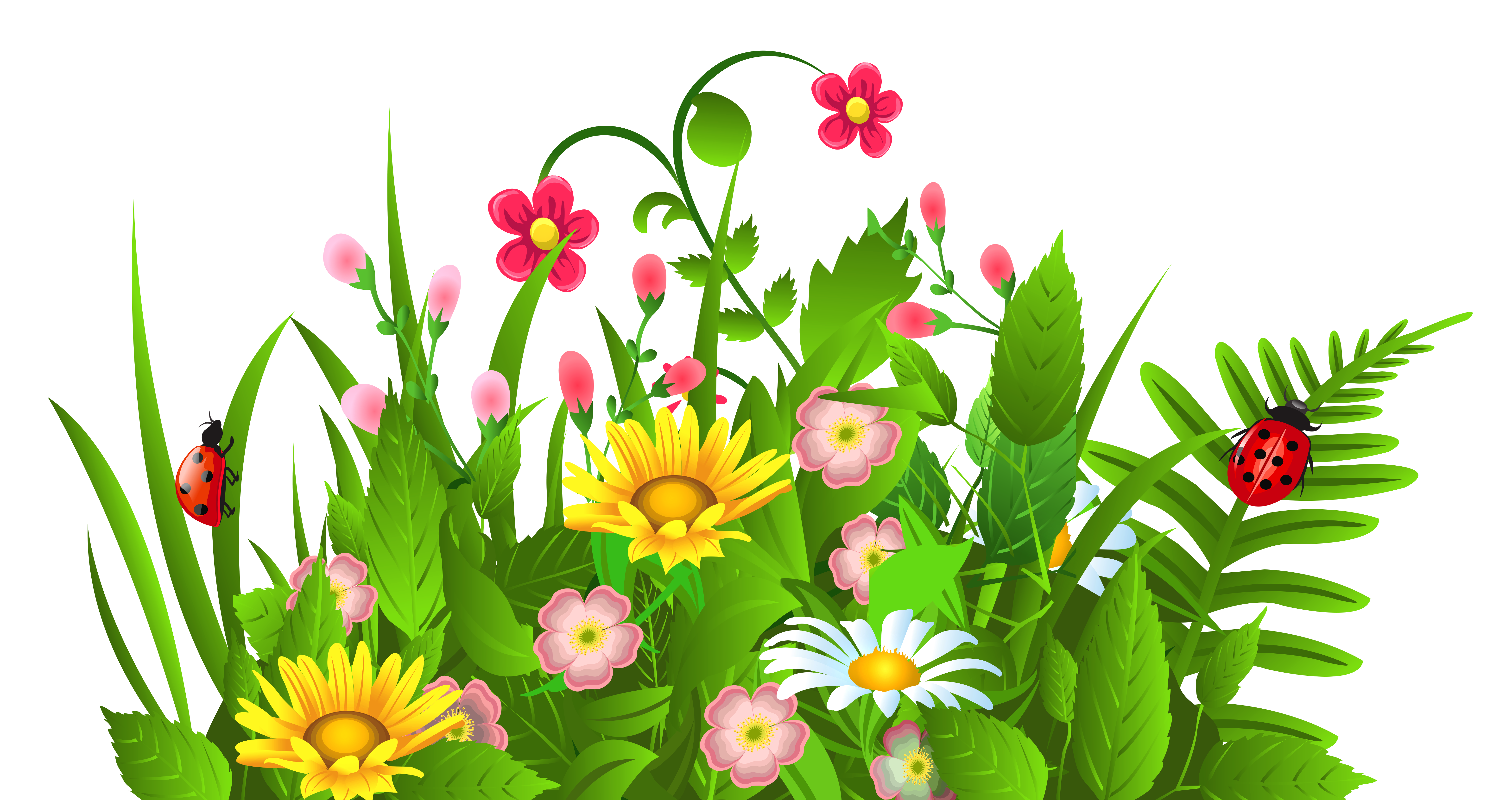 Flowers Images Hd Photo Clipart