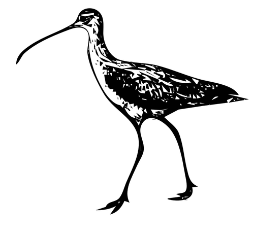 Curlew Clipart