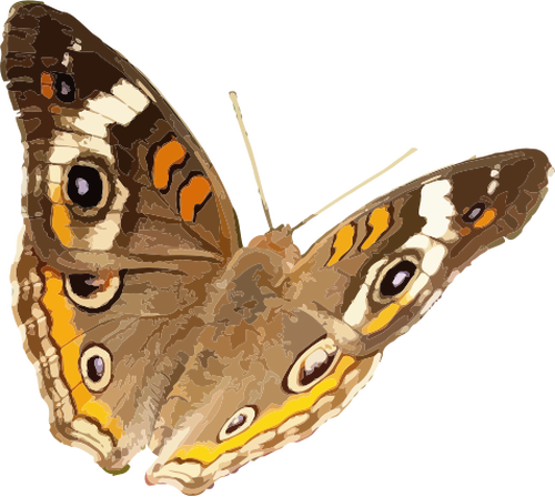 Buckeye Butterfly Clipart
