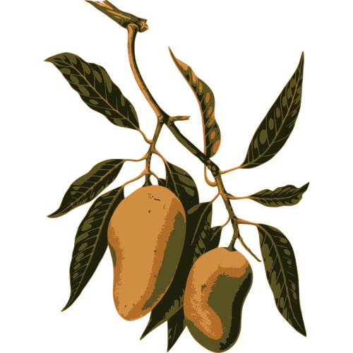 Mango Fruit On A Branch Clipart