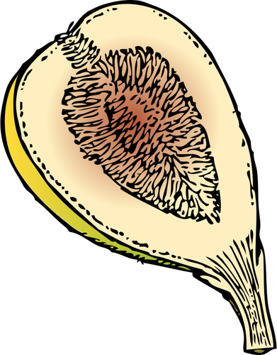 Fig In Half Clipart