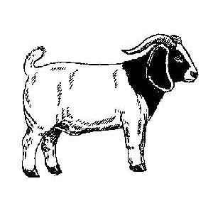 Goat Vector Goat Graphics Image Hd Image Clipart