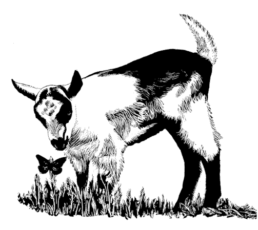 Boer Goat Hd Photo Clipart