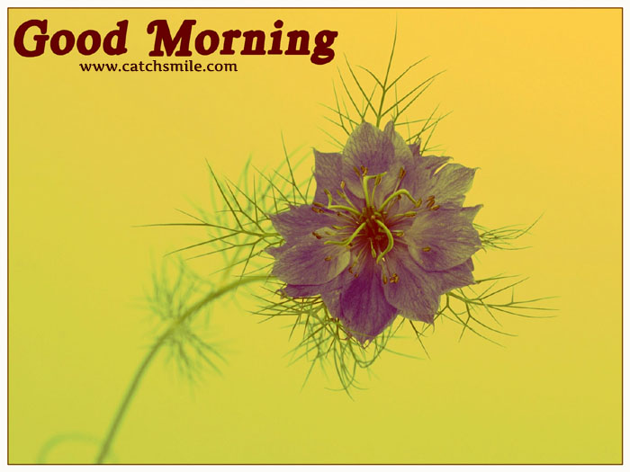 Good Morning Pictures Images Photos Png Image Clipart