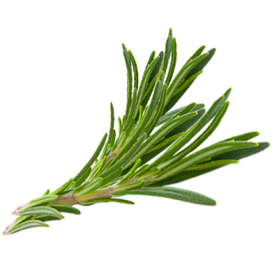 Hair Herb Thymes Rosemary Herbs Download Free Image Clipart