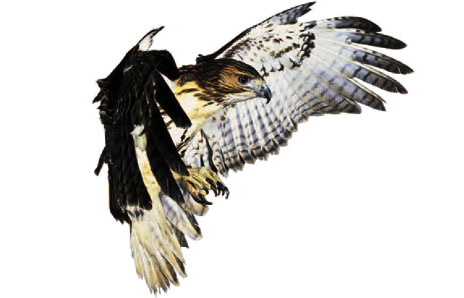 Marked Hawk Vector Image Clipart Clipart