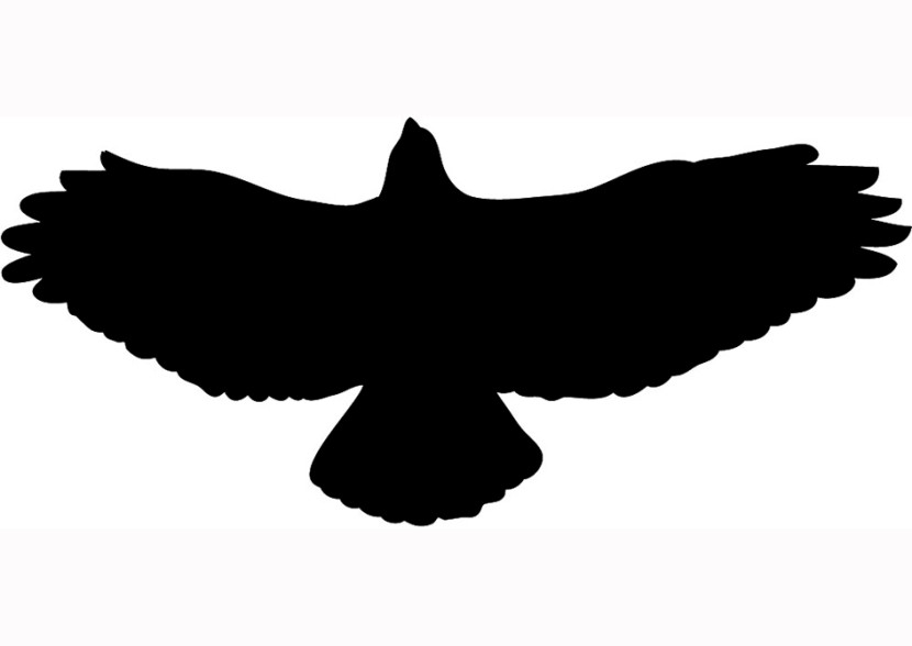 Hawk Png Image Clipart