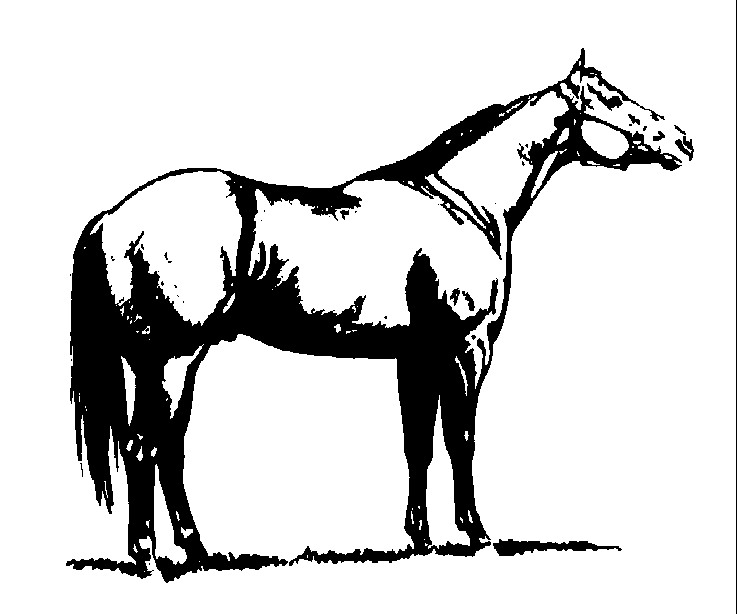 Arabian Horse Head Images Png Images Clipart