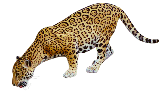 Jaguar Hd Image Clipart