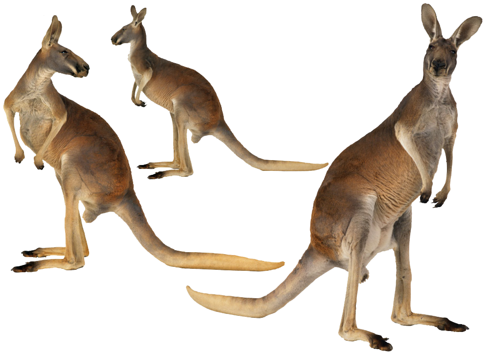 Australia Island Kangaroo English-Australian Australian-English, Red Clipart