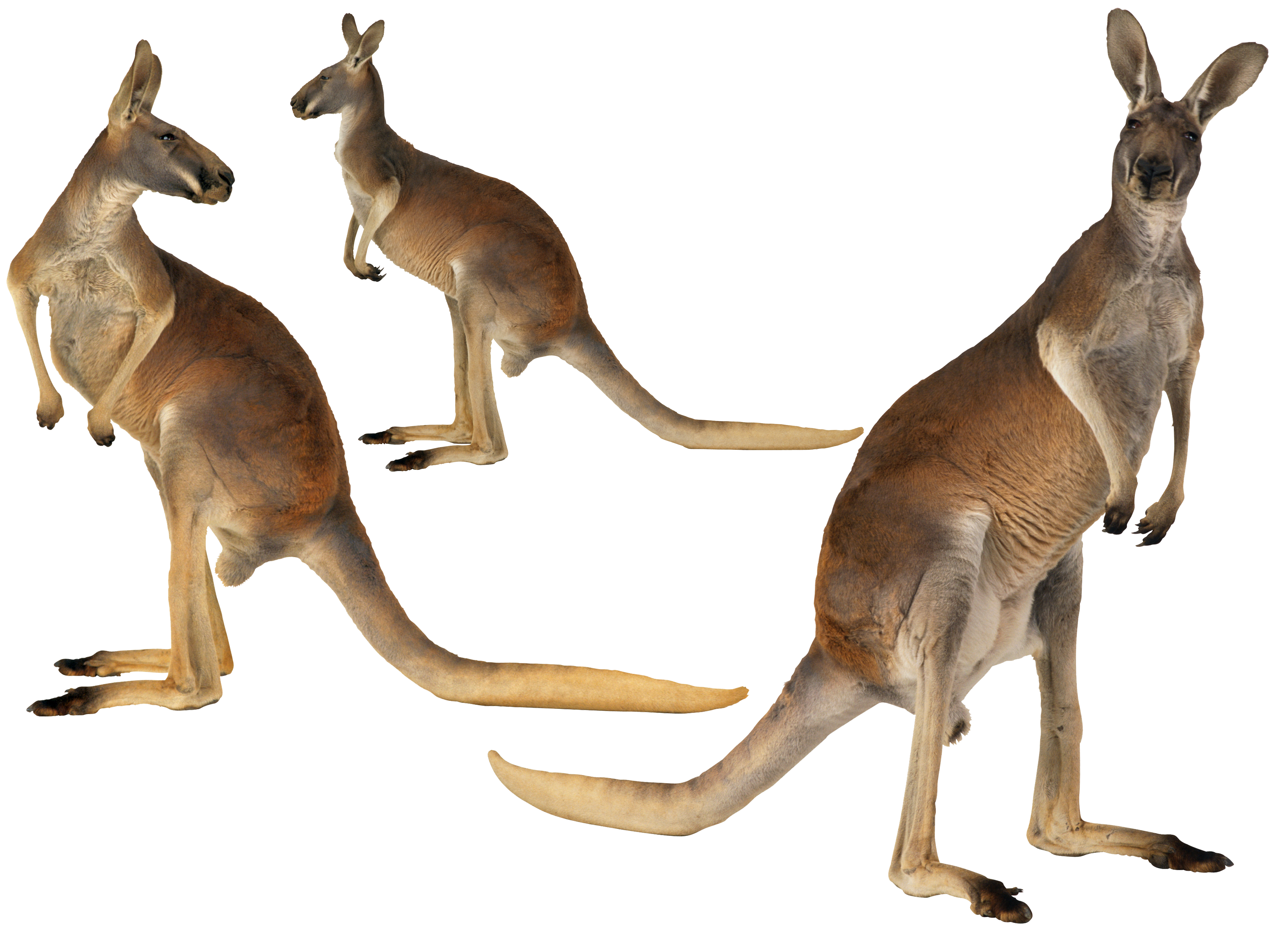 Island Kangaroo English-Australian Australian-English, Australian Red Clipart