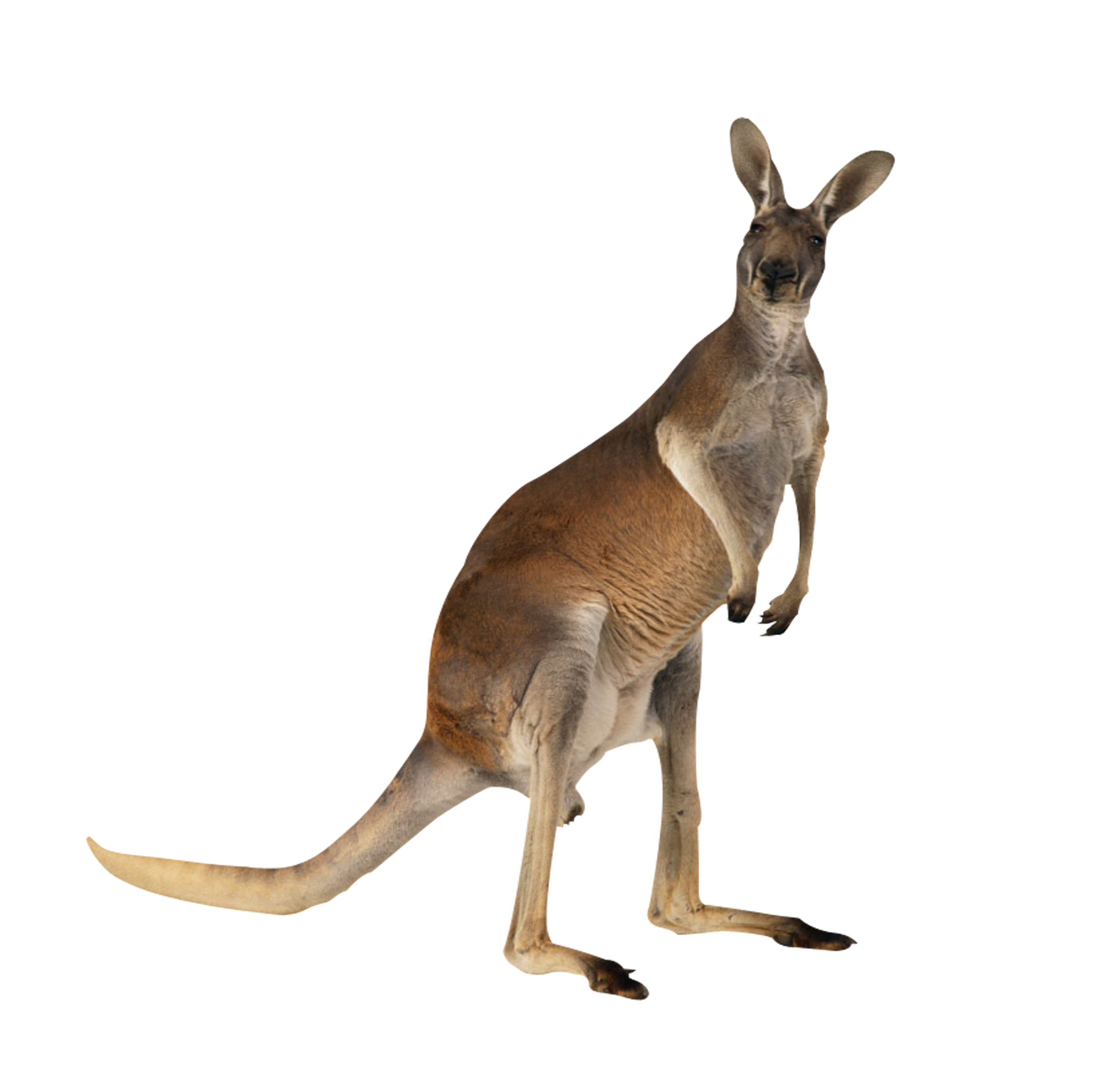 Kangaroo English-Australian Meat Australian Australian-English, Free Download PNG HD Clipart