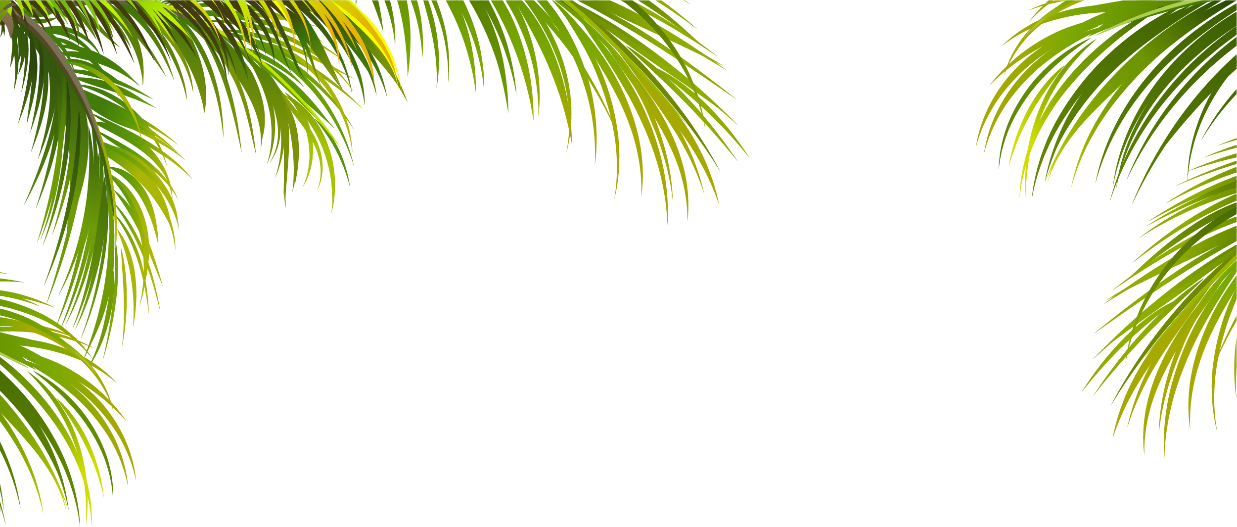 Coconut Leaf Tree Texture Arecaceae Green Border Clipart