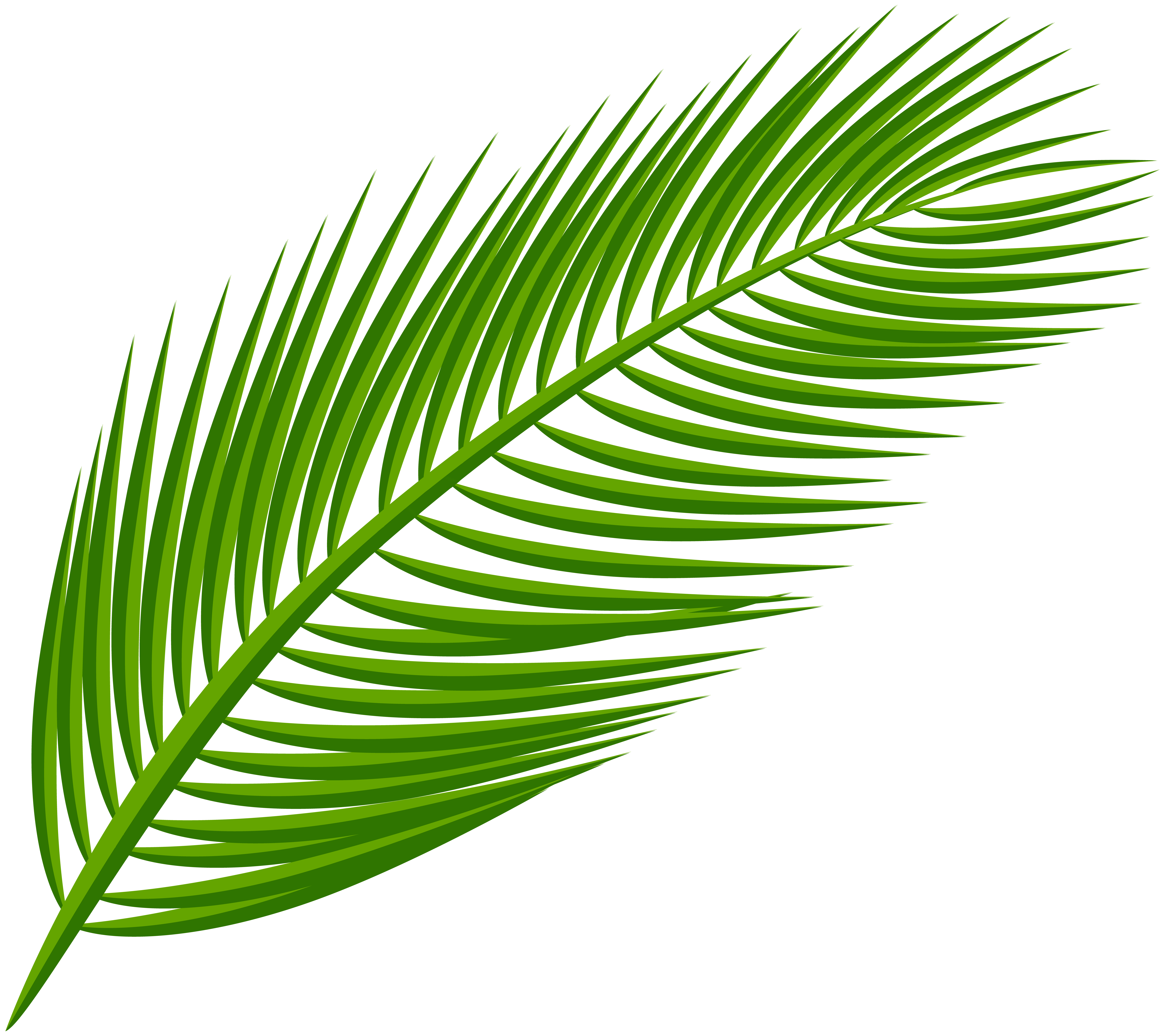 Arecaceae Palm Leaf Transparent PNG File HD Clipart
