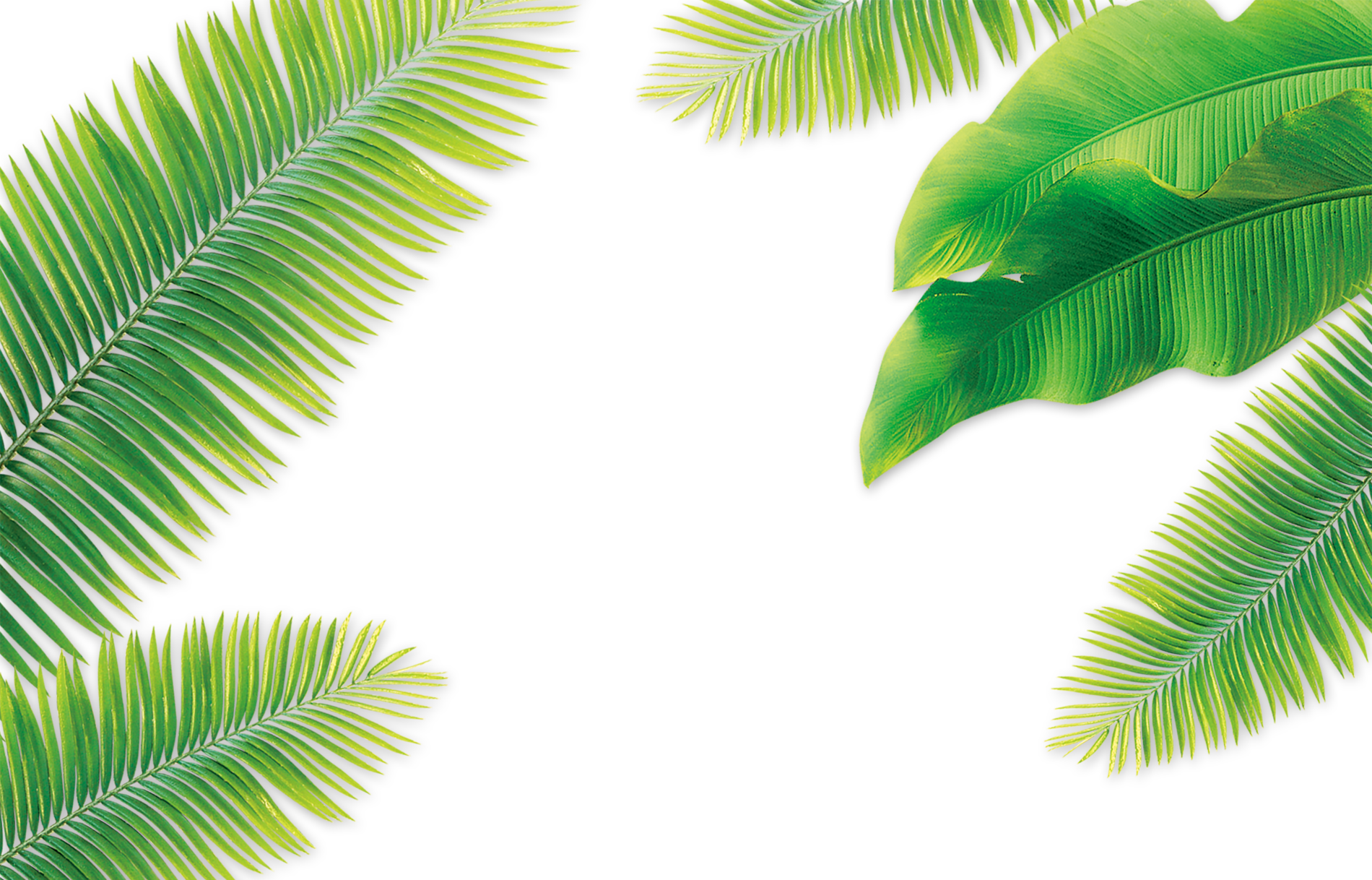 Arecaceae Coconut Leaf Leaves PNG File HD Clipart