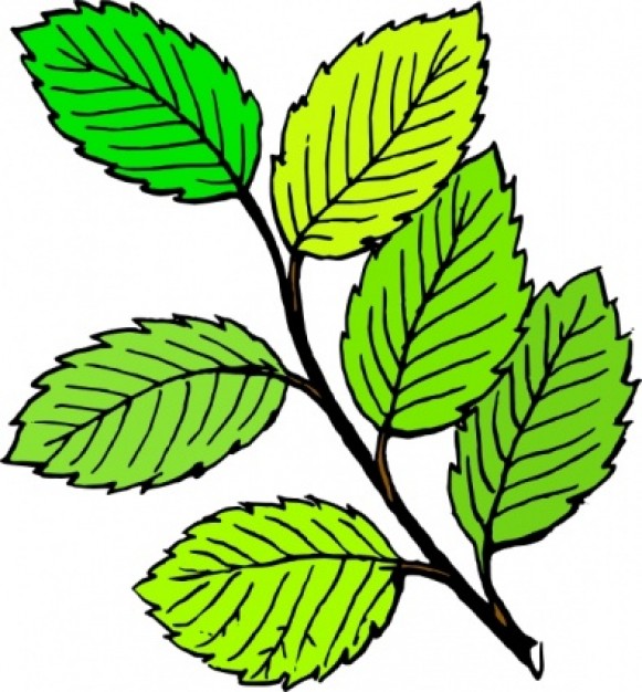 Leaves For You Hd Photo Clipart
