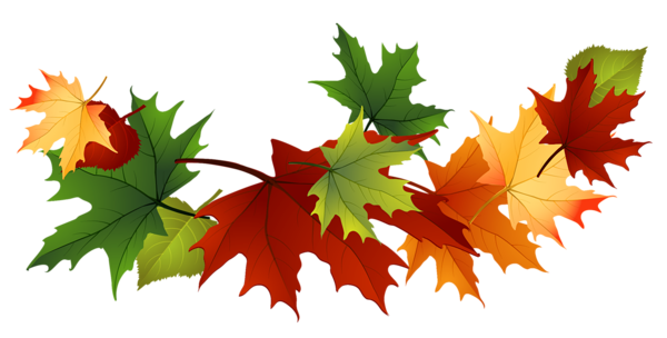 Leaves Gallery Pictures Download Png Clipart
