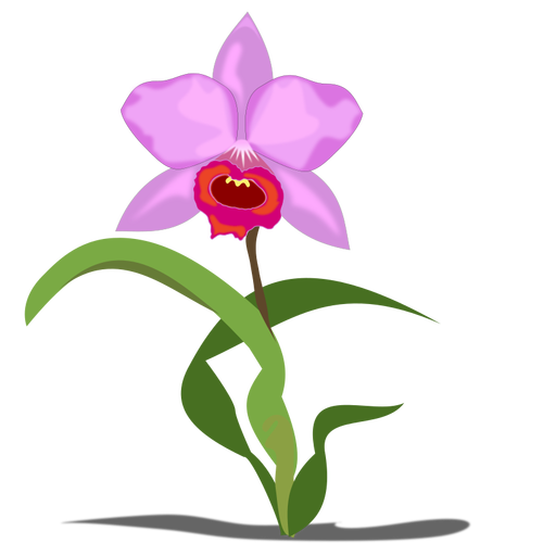 Single Cattleya Flower Clipart