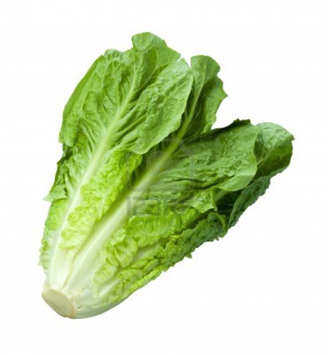 Lettuce Download On Library Hd Photos Clipart
