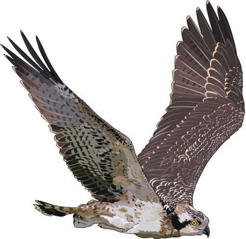 Western Osprey In Flight Illustration Clipart