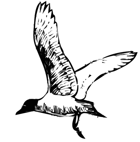 Franklins Gull Bird In Flight Clipart