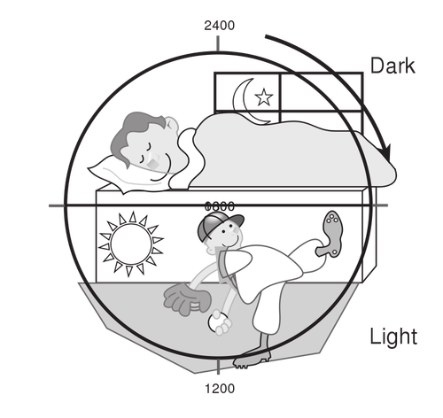 Of The 24-Hour Light/Dark Cycle Clipart