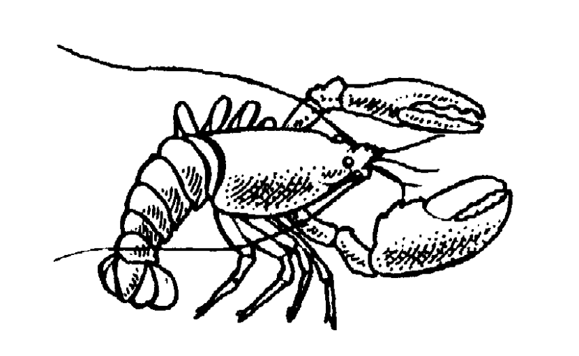 Free Lobster Image 4 Of Transparent Image Clipart