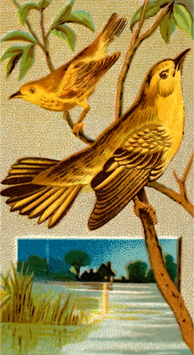 Wood Warbler Clipart