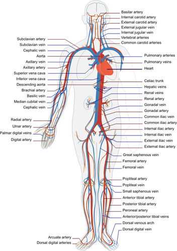 Circulatory Human System Clipart
