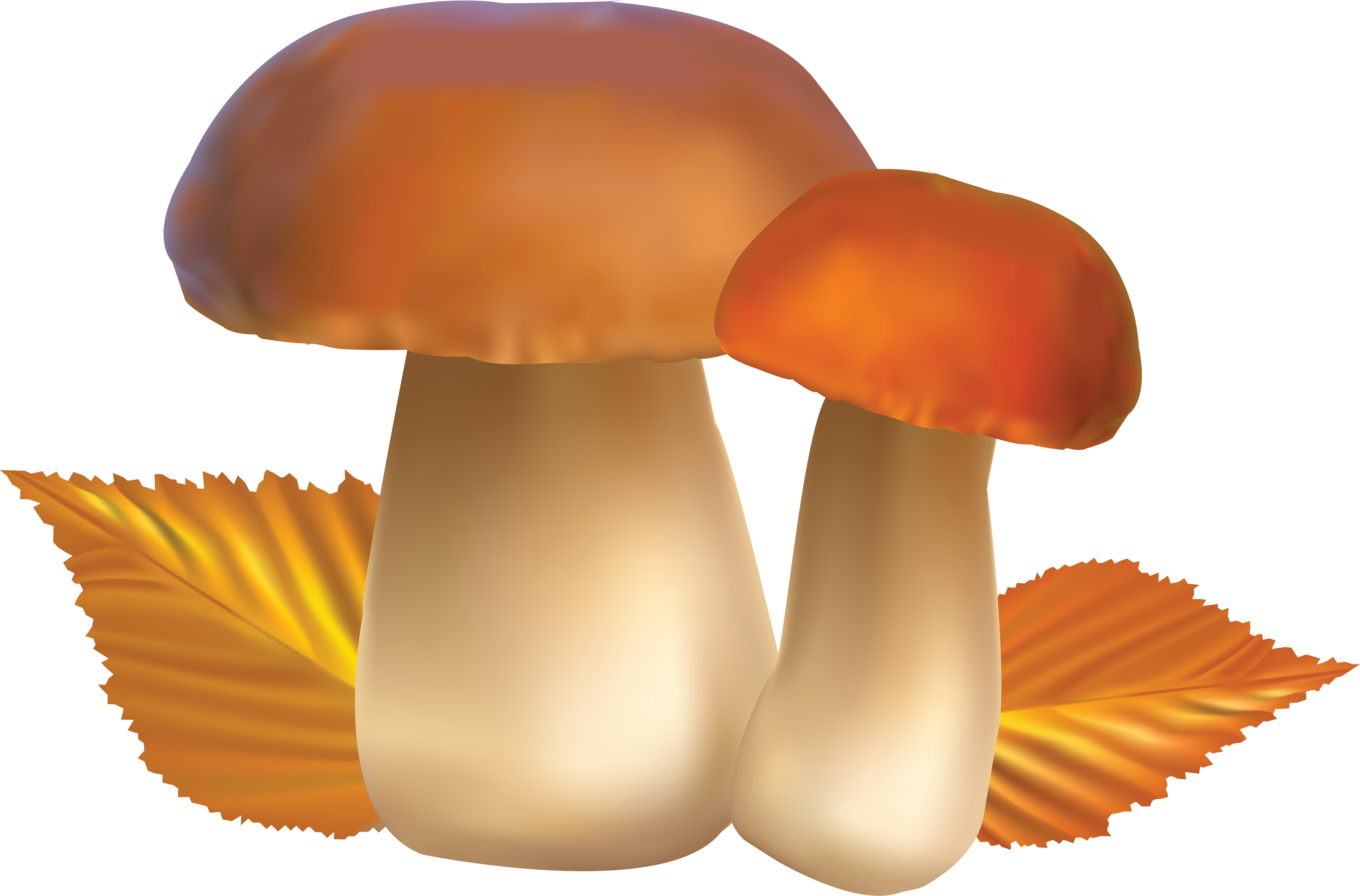 Mushroom Bing Images Mushrooms Image Hd Photo Clipart
