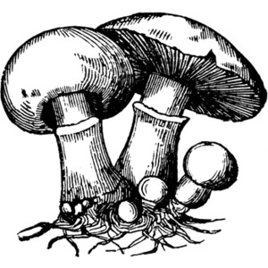Mushroom Photo Transparent Image Clipart