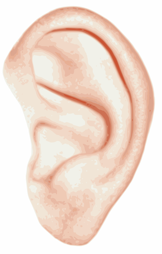 Of White Human Ear Clipart