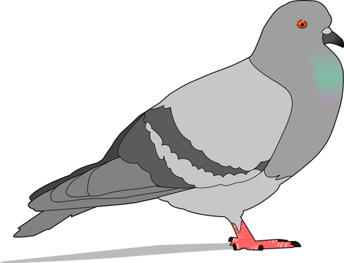 Color Illustration Of Pigeon With Shadow Clipart