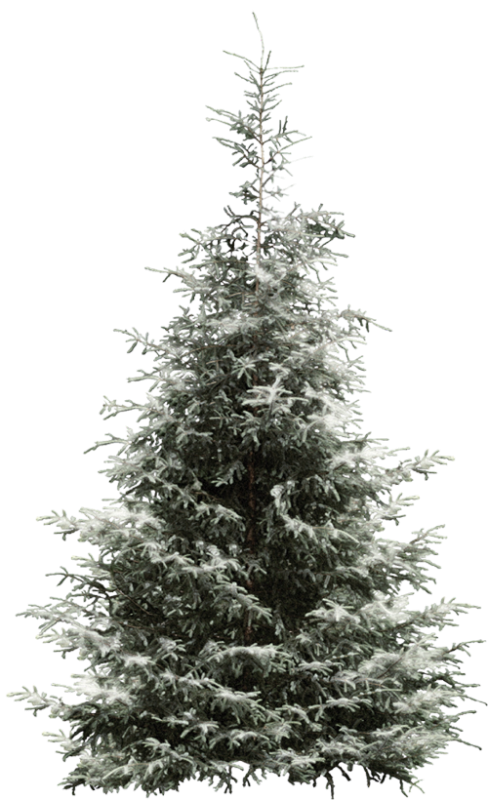 Fir Tree Pine Year Spruce Snowflake Clipart