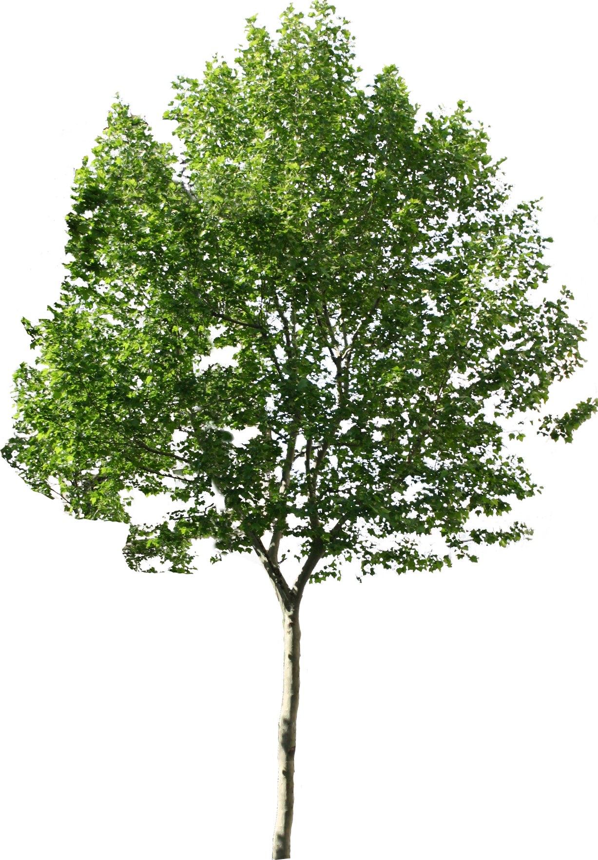 Available Different Icons Tree Computer In Size Clipart