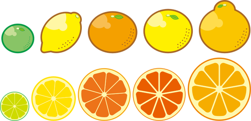 Citrus Fruits Clipart