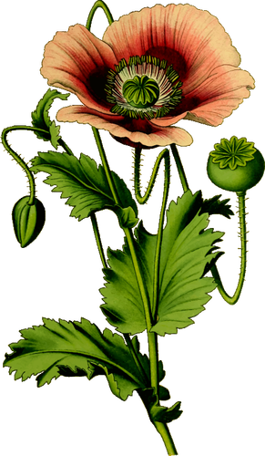 Opium Poppy Drawing Clipart