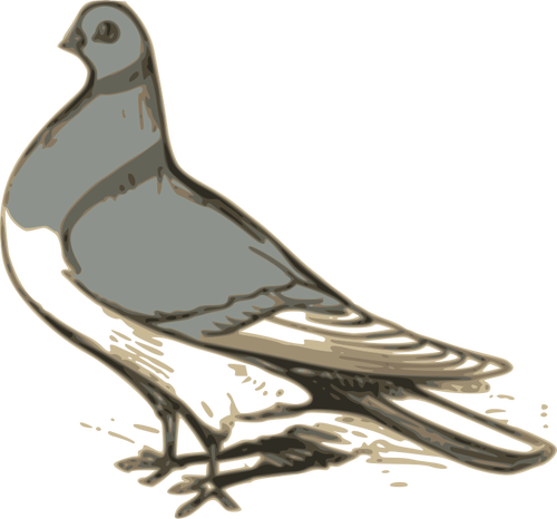 Of Grey Pigeon Illustration Clipart